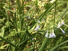 Mertensia lanceolata