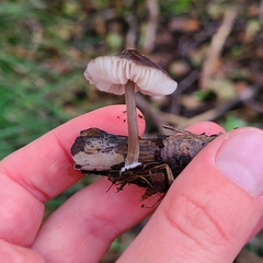 Pluteus thomsonii
