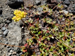 Eriogonum marifolium