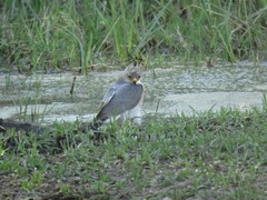 Accipiter minullus