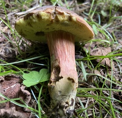Neoboletus luridiformis