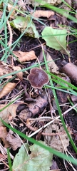Pluteus thomsonii