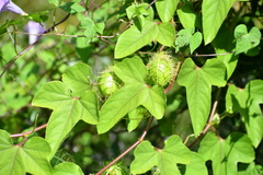 Passiflora ciliata