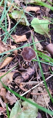 Pluteus thomsonii