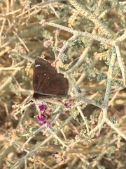 Hesperopsis libya