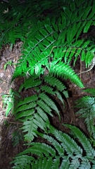 Diplazium taiwanense