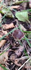 Pluteus thomsonii
