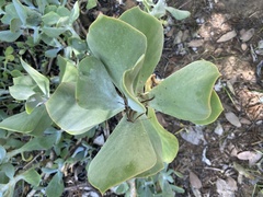 Cotyledon
