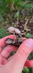 Pluteus thomsonii