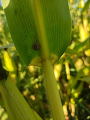 Oxychilus draparnaudi