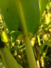 Oxychilus draparnaudi