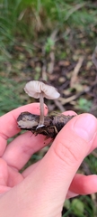 Pluteus thomsonii