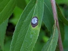 Asteromyia carbonifera