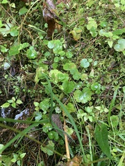 Hydrocotyle americana