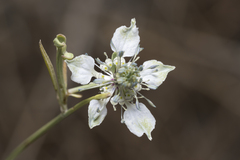Nigella arvensis