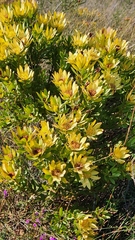 Leucadendron sessile