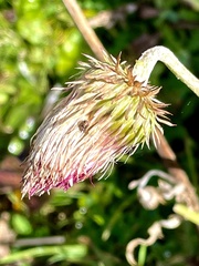 Carduus defloratus