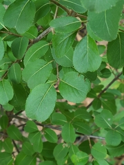 Viburnum prunifolium