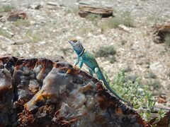 Crotaphytus collaris