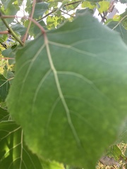 Populus
