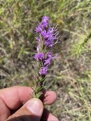 Liatris punctata