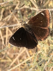 Hesperopsis libya