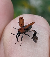 Rhodobaenus tredecimpunctatus