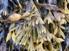 Fucus distichus