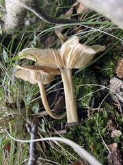 Megacollybia