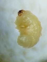 Trichapion