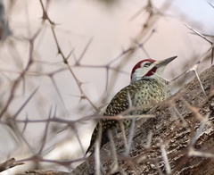 Campethera bennettii