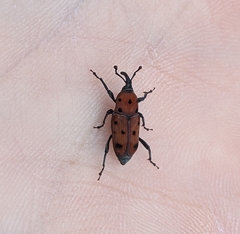 Rhodobaenus tredecimpunctatus