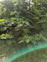 Euphorbia pulcherrima
