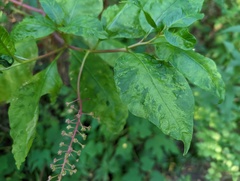 Pokeweed mosaic virus