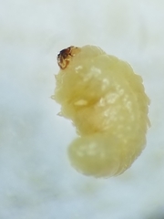 Trichapion