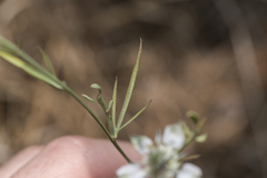 Nigella arvensis
