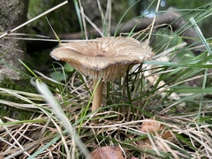 Megacollybia