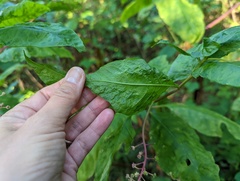 Pokeweed mosaic virus