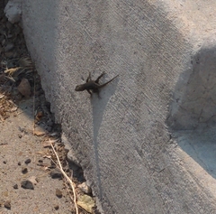 Sceloporus occidentalis