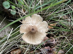 Megacollybia