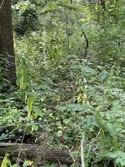 Agastache nepetoides