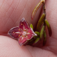 Lachnaea pudens