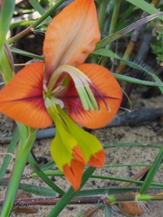 Gladiolus alatus