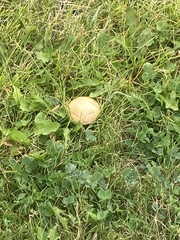 Stropharia coronilla