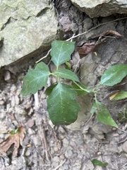 Solanum emulans