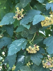 Physocarpus opulifolius