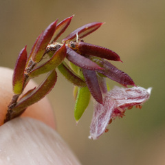 Lachnaea pudens