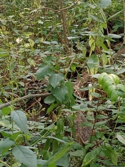 Impatiens pallida