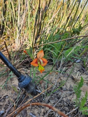 Gladiolus alatus