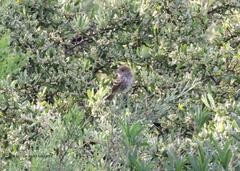 Myiophobus fasciatus